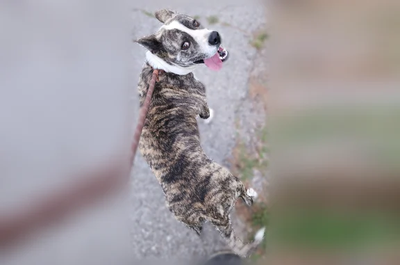 Found dog, North Bryant Avenue...
