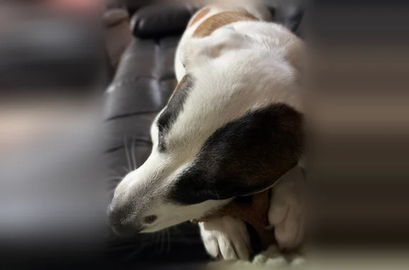 Lost dog, Atascocita Road, 2627, Humble - male, mixed breed - photo