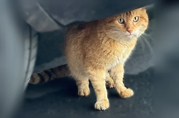 Animaux trouvés Paris, photo: Chat trouvé, Rue de la Concorde, Asnières-sur-Seine, Paris - roux, semblait en mauvaise forme