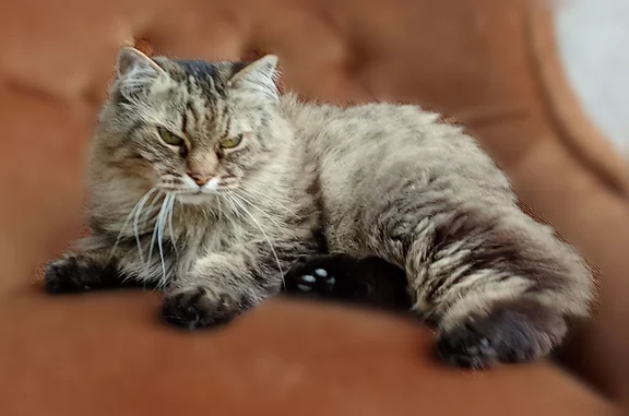 Animaux perdus Landerneau, photo: Perdu chat femelle, Rue Georges Clemenceau, 20, Landerneau - tigrée à longs poils sans queue
