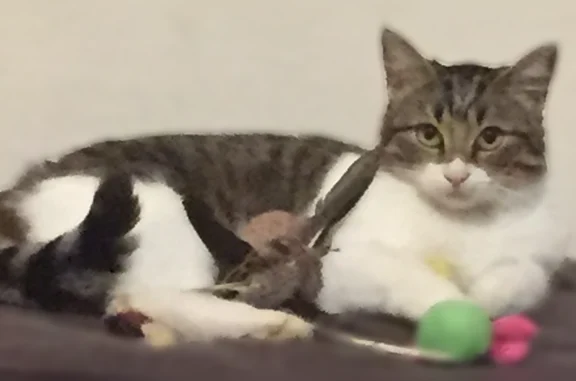 Animaux perdus Alby-sur-Chéran, photo: Chat perdu, Avenue Bouvard, 18, Annecy - femelle, blanche et rayée