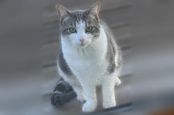 Animaux perdus Brest, photo: Chat perdu, Rue Inkermann, 43, Brest - mâle, gris et blanc