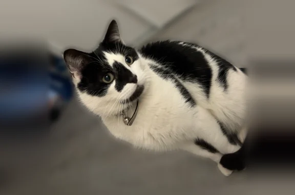 Animaux perdus Tournehem-sur-la-Hem, photo: Chat perdu mâle, Rue des Écoles, Tournehem-sur-la-Hem - noir et blanc