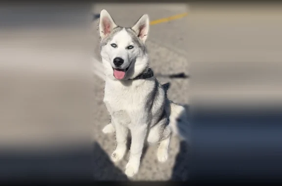 Animaux perdus Ville-la-Grand, photo: Chien perdu, femme, Rue de Montréal, 15, Ville-la-Grand - husky aux yeux bleus