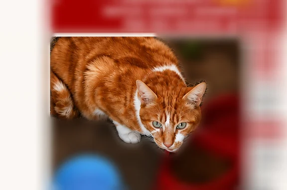 Chat perdu, Rue Elsa Triolet, Alizay - mâle roux et blanc - photo