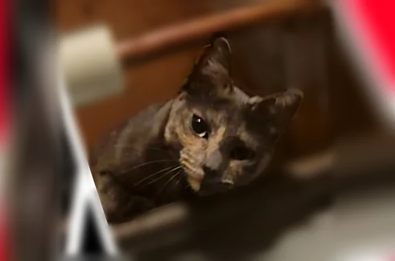 Lost and found pets Golden Valley, photo: Lost cat, Plymouth Avenue North, 9303, Golden Valley - female, muted tortie