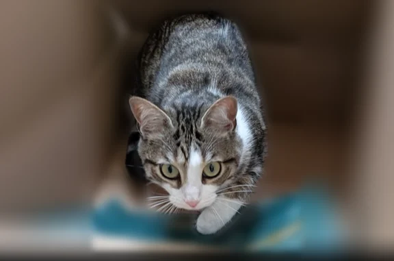 Animaux perdus Le Mans, photo: Chat perdu, Rue François Arago, 9, Le Mans - jeune chatte tigrée blanche et grise, pucée