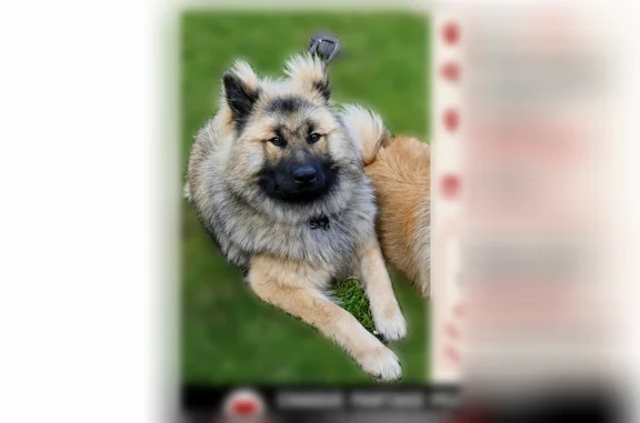Chien perdu, Luchy, Hauts-de-France, Crèvecœur-le-Grand - grand, gueule noire - photo