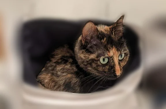 Chat perdu, Guignen, photo: Chat perdu, D 48, Guignen - petite chatte écaille de tortue