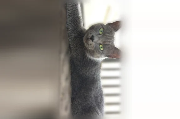 Lost and found pets Amherst, photo: Lost cat, Elyria Avenue, Amherst - female, gray coat, green eyes