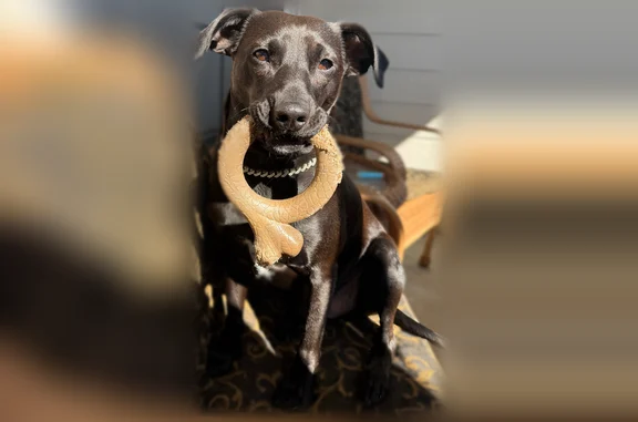 Lost dog, Mountain View Apartment, Colorado Springs - male, lab mix - photo