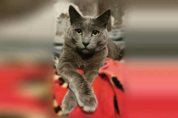 Chat perdu, Les Mureaux, photo: Chat perdu, Rue Jean Jaurès, 36, Les Mureaux - mâle