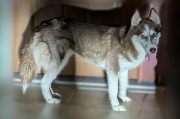 Lost and found pets Apopka, photo: Found dog, Central Avenue, 114, Apopka - husky with brown and white coat