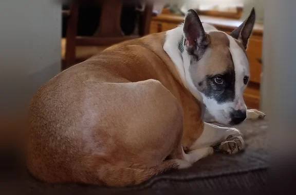 Lost dog, Memphis Avenue, 4103, Cleveland - male, tan and white pit terrier - photo