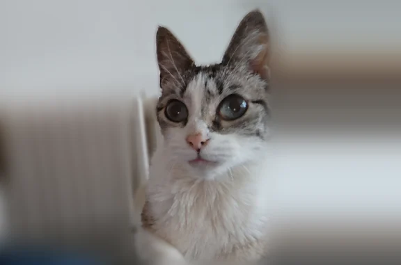 Chat perdu, Avenue de la Solidarité, Juvisy-sur-Orge - chatte stérilisée et pucée - photo