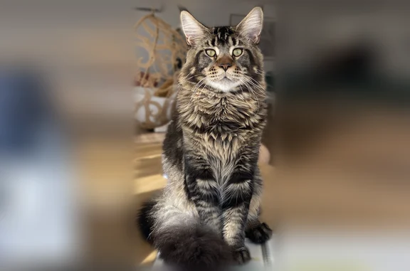 Animaux perdus Villeneuve-Loubet, photo: Chat perdu, Chemin de la Chapelle Saint-Andrieu, Villeneuve-Loubet - mâle Maine Coon