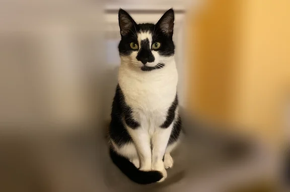 Chat perdu, homme, Sèvremoine, Pays de la Loire, Vallet - noir et blanc, tache noire sur le nez - photo