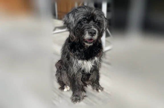 Animaux trouvés Barbâtre, photo: Trouvé chien, Chemin de la Papine, 18, Barbâtre - chienne noire très affectueuse