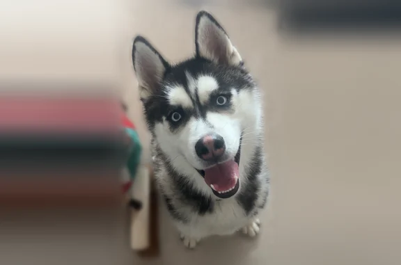 Chien perdu, Morlaix - husky avec collier noir - photo
