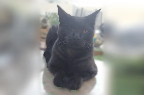 Animaux perdus Fos-sur-Mer, photo: Perdu chat femelle, Avenue de Cantegrillet, Fos-sur-Mer - noir, très sociable