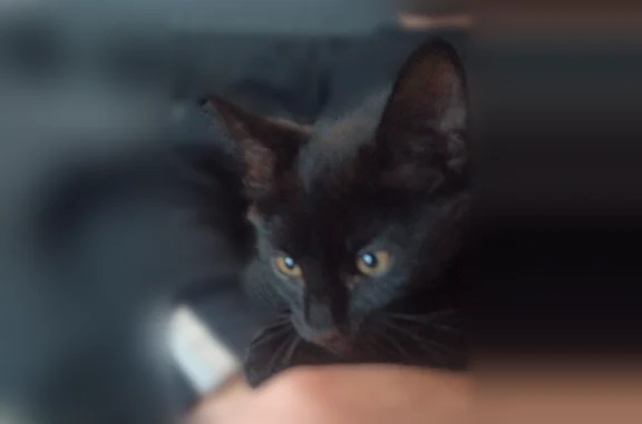 Animaux perdus Charnay-lès-Mâcon, photo: Chat perdu, Rue du Vallon, 4, Charnay-lès-Mâcon - chaton noir