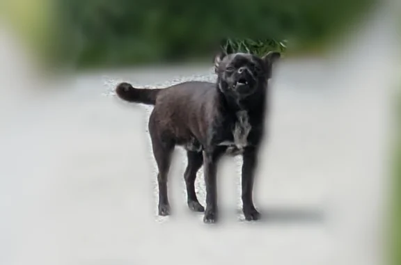 Animaux trouvés Rennes, photo: Trouvé chien mâle, Chemin de la Prévalaye, Rennes - petit noir avec tache blanche sous le menton