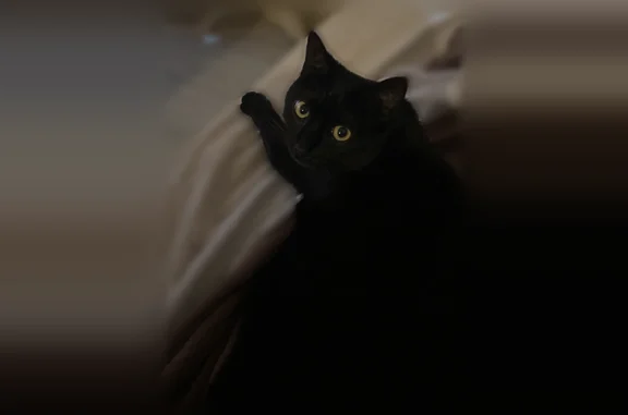 Animaux perdus Montpellier, photo: Chat perdu femelle, Route de Mende, 423, Montpellier - chatte noire aux yeux jaunes