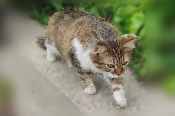 Animaux trouvés Élancourt, photo: Chat trouvé, La Grande Allée des Petits Prés, Élancourt - se cache sous les voitures