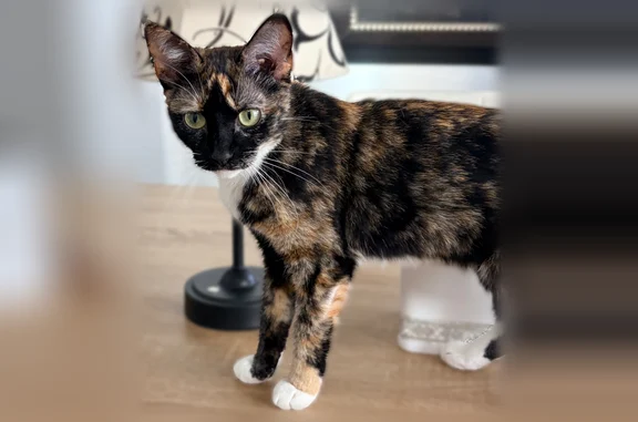 Lost cat, female, East Stacey Road, Queen Creek - photo