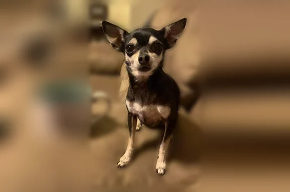 Lost dog, North Penelope Street, 1069, Belton - female, graying, no chip - photo
