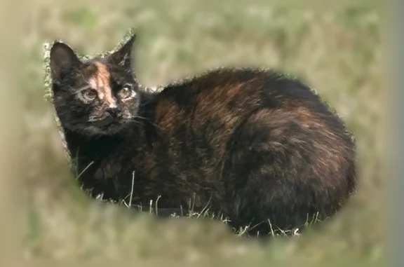 Lost cat, East Evans Creek Road, 8350, Wimer - tortoise shell calico, 11 years old - photo