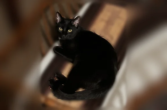Lost pets Clarksville, photo: Lost cat, West Allen Griffey Road, Clarksville - male, mostly black with three white patches