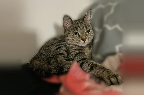 Lost cat, female, Rockford Crossing, Dover - very scared - photo