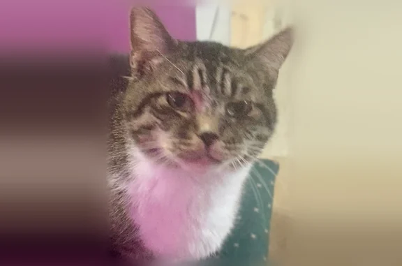 Lost cat, 5th Street Northwest, 655, Elk River - male tabby with white paws - photo