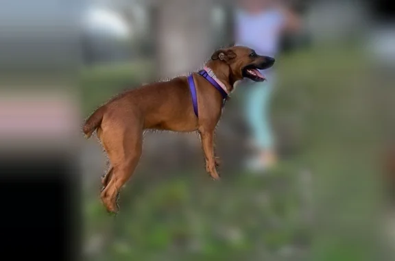 Lost dog, Grafton Street, Houston — female, chopped tail - photo