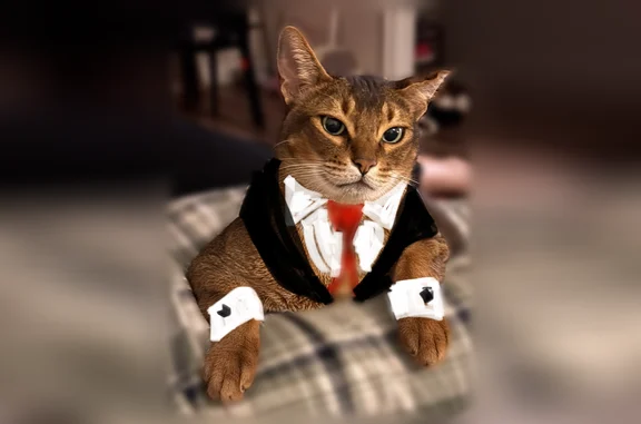 Lost cat, Haig Boulevard, 1036, Youngstown - male Chausie - photo