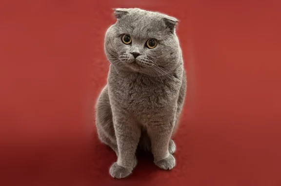 Lost cat, Industrial Road, 1127, San Carlos - male - photo