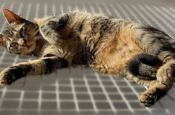 Animaux perdus Talence, photo: Perdu chat mâle, Rue Berthome, Talence - tigré, ventre qui pendouille