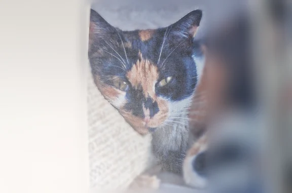 Animaux perdus Champigneulles, photo: Perdu chat femelle, Rue de Nancy, Champigneulles - tricolore, craintive