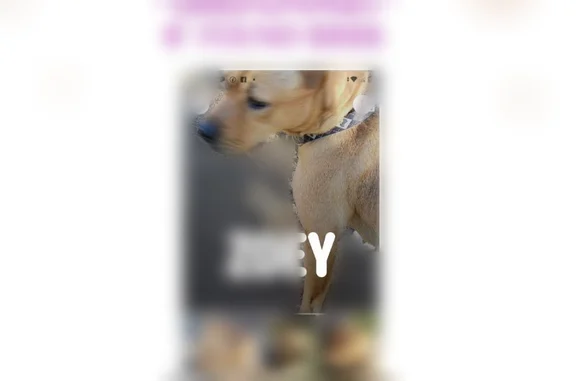 Lost and found pets Olympia, photo: Lost dog, I 5, Olympia - female pitbull mix