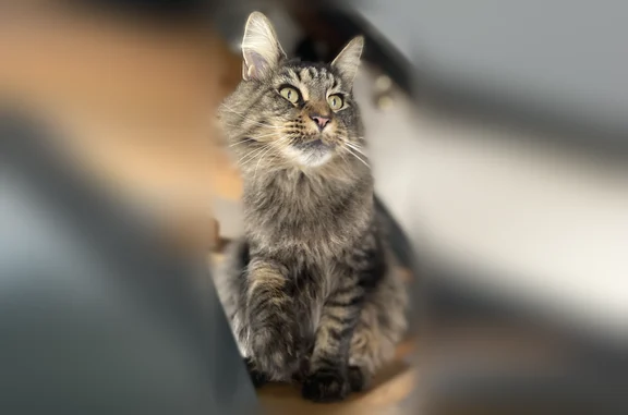 Animaux perdus Bugeat, photo: Perdu chat femelle, Peyrelevade, Bugeat