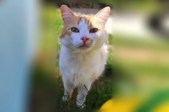 Animaux perdus La Tremblade, photo: Chat perdu, Rue du Couvent, 9, La Tremblade - roux et blanc, collerette