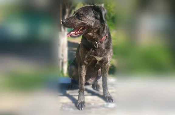 Animaux perdus Pignan, photo: Perdu chien femelle, Pignan - chienne noir bringée avec petite tâche blanche