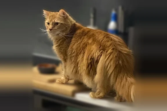 Animaux perdus Montpellier, photo: Chat perdu, Allée des Érables de Montpellier, Montpellier - mâle européen tabby roux, poils longs