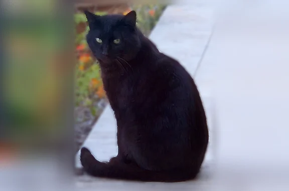 Animaux trouvés Nice, photo: Chat trouvé, Avenue du Plateau du Mont Boron, 15, Nice - noir uni, pelage court