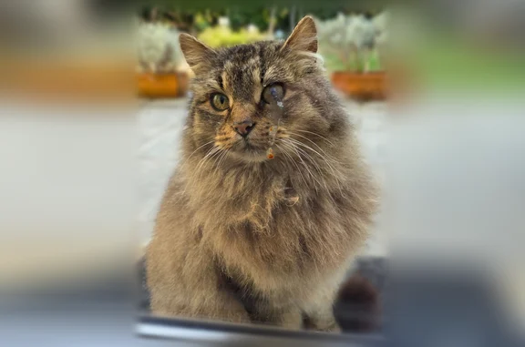 Animaux trouvés Foix, photo: Chat trouvé, Rue Jean Jaurès, Foix - femelle, long poil beige marron, très douce et calme