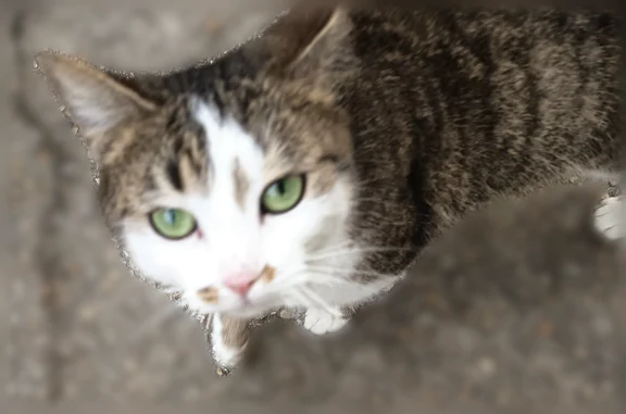 Chat trouvé Franconville, photo: Chat trouvé, Rue Traversière, Franconville - petit et très maigre