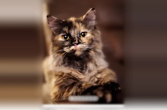 Lost cat, Telluride Circle, 111, Madison - female, shaved, tortie - photo
