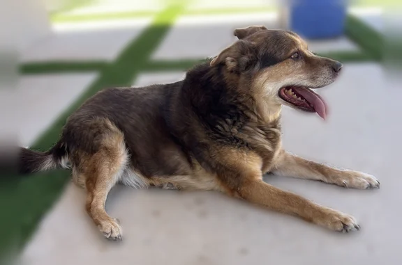Found dog, Quaker Avenue, 1397...