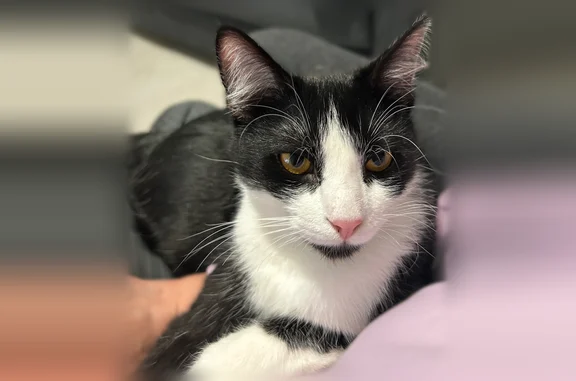 Animaux perdus Gouesnou, photo: Chat perdu mâle, Chemin de la Troménie, Gouesnou - jeune noir et blanc